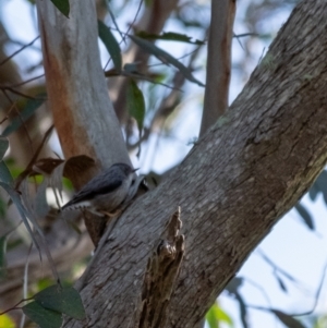 Daphoenositta chrysoptera at Penrose, NSW - 24 Jul 2024