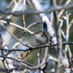 Malurus cyaneus (Superb Fairywren) at Penrose, NSW - 24 Jul 2024 by Aussiegall