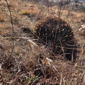 Tachyglossus aculeatus at Denman Prospect, ACT - 26 Jul 2024 10:57 AM