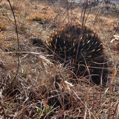 Tachyglossus aculeatus (Short-beaked Echidna) at Denman Prospect, ACT - 26 Jul 2024 by Jiggy