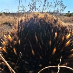 Tachyglossus aculeatus at Denman Prospect, ACT - 26 Jul 2024