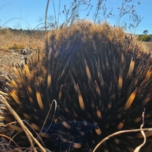 Tachyglossus aculeatus at Denman Prospect, ACT - 26 Jul 2024 10:57 AM