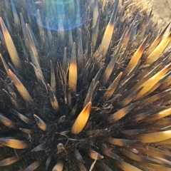 Tachyglossus aculeatus at Denman Prospect, ACT - 26 Jul 2024