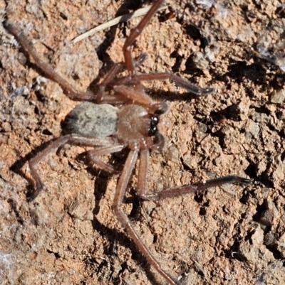 Unidentified Huntsman spider (Sparassidae) at Denman Prospect, ACT - 26 Jul 2024 by Jiggy