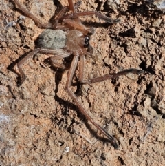 Delena cancerides at Denman Prospect, ACT - 26 Jul 2024 11:23 AM