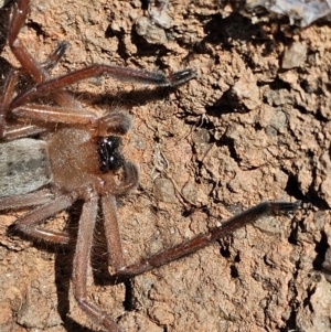 Delena cancerides at Denman Prospect, ACT - 26 Jul 2024 11:23 AM