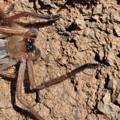 Delena cancerides at Denman Prospect, ACT - 26 Jul 2024