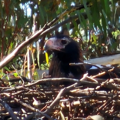 Aquila audax (Wedge-tailed Eagle) at Denman Prospect, ACT - 26 Jul 2024 by Jiggy