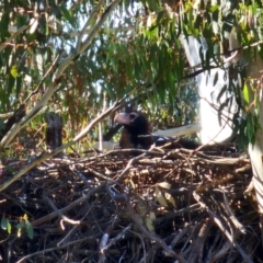 Aquila audax at Denman Prospect, ACT - suppressed