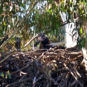 Aquila audax at Denman Prospect, ACT - suppressed