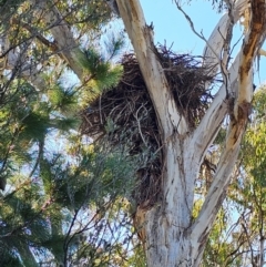 Aquila audax at Denman Prospect, ACT - suppressed