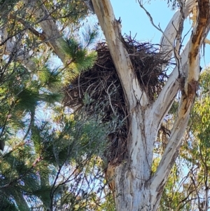 Aquila audax at Denman Prospect, ACT - 26 Jul 2024