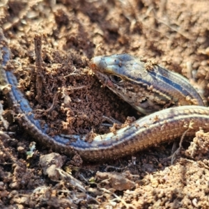 Ctenotus robustus at Denman Prospect, ACT - 26 Jul 2024 11:26 AM