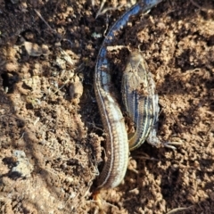 Ctenotus robustus at Denman Prospect, ACT - 26 Jul 2024 11:26 AM