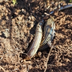 Ctenotus robustus at Denman Prospect, ACT - 26 Jul 2024 11:26 AM