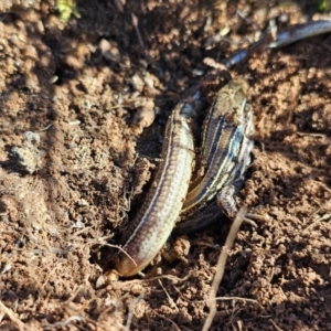 Ctenotus robustus at Denman Prospect, ACT - 26 Jul 2024 11:26 AM