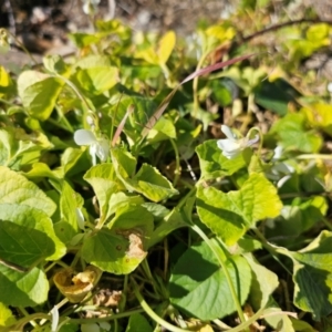 Viola odorata at Denman Prospect, ACT - 26 Jul 2024