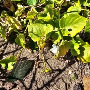 Viola odorata at Denman Prospect, ACT - 26 Jul 2024