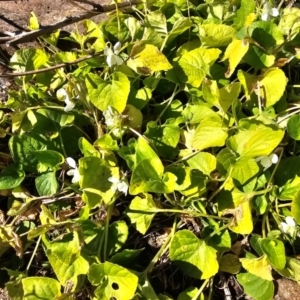 Viola odorata at Denman Prospect, ACT - 26 Jul 2024