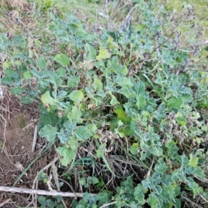 Marrubium vulgare at Denman Prospect, ACT - 26 Jul 2024