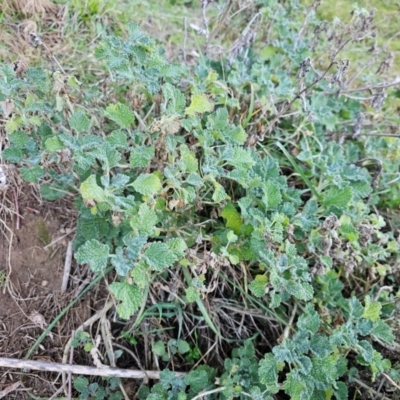 Marrubium vulgare (Horehound) at Denman Prospect, ACT - 26 Jul 2024 by Jiggy