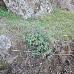 Marrubium vulgare at Denman Prospect, ACT - 26 Jul 2024