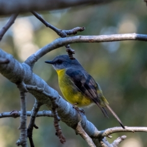 Eopsaltria australis (Eastern Yellow Robin) at Penrose, NSW by Aussiegall