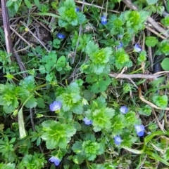 Veronica persica (Creeping Speedwell) at Denman Prospect, ACT - 26 Jul 2024 by Jiggy