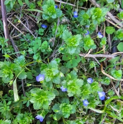 Veronica persica (Creeping Speedwell) at Denman Prospect, ACT - 26 Jul 2024 by Jiggy