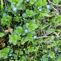 Veronica persica at Denman Prospect, ACT - 26 Jul 2024