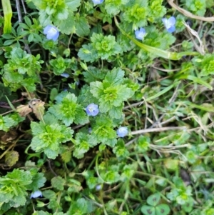 Veronica persica at Denman Prospect, ACT - 26 Jul 2024