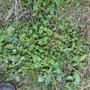 Veronica persica at Denman Prospect, ACT - 26 Jul 2024