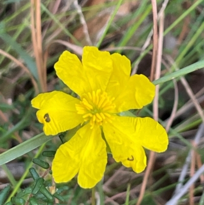 Hibbertia sp. at Alexandra Hills, QLD - 26 Jul 2024 by Clarel