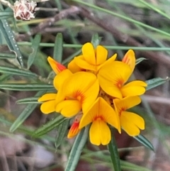 Bossiaea sp. at Alexandra Hills, QLD - 26 Jul 2024 by Clarel