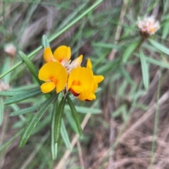 Pultenaea petiolaris at Alexandra Hills, QLD - 26 Jul 2024