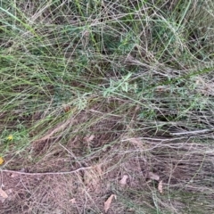 Pultenaea petiolaris at Alexandra Hills, QLD - 26 Jul 2024