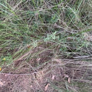 Pultenaea petiolaris at Alexandra Hills, QLD - 26 Jul 2024 04:10 PM