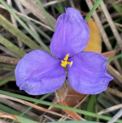 Patersonia sericea var. sericea at Alexandra Hills, QLD - 26 Jul 2024 by Clarel