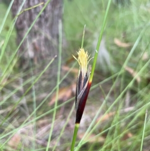 Unidentified Rush, Sedge or Mat Rush at Alexandra Hills, QLD by Clarel