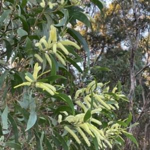 Acacia longifolia subsp. longifolia at Cleveland, QLD by Clarel