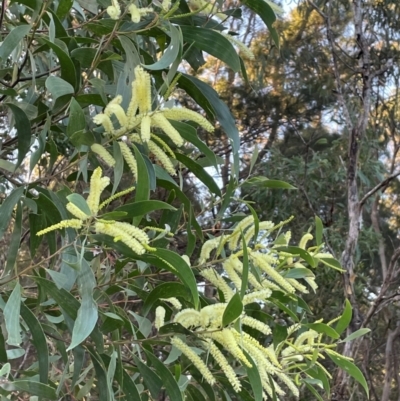 Acacia longifolia subsp. longifolia at Cleveland, QLD - 26 Jul 2024 by Clarel