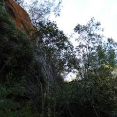 Syzygium smithii (Lilly Pilly) at Royal National Park, NSW - 22 Jul 2024 by Amata