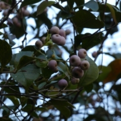 Syzygium smithii at Royal National Park, NSW - 22 Jul 2024 10:38 AM