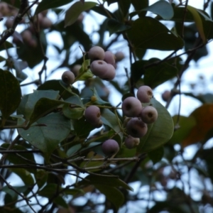 Syzygium smithii at Royal National Park, NSW - 22 Jul 2024 10:38 AM