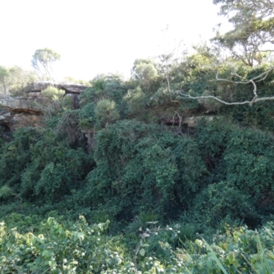 Cissus antarctica (Water Vine, Kangaroo Vine) at Royal National Park, NSW - 22 Jul 2024 by Amata