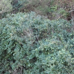 Cissus antarctica at Royal National Park, NSW - 22 Jul 2024