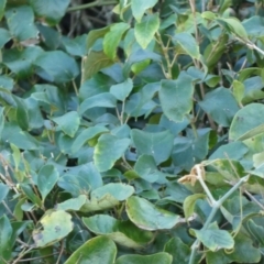 Cissus antarctica at Royal National Park, NSW - 22 Jul 2024 10:33 AM