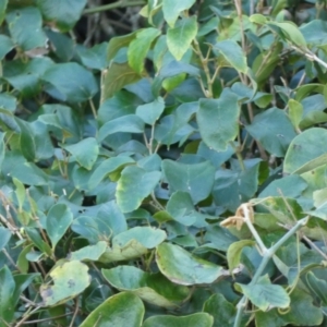 Cissus antarctica at Royal National Park, NSW - 22 Jul 2024