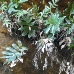 Blechnum ambiguum at Royal National Park, NSW - 22 Jul 2024 by Amata