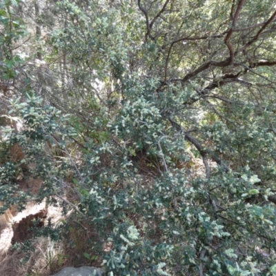 Monotoca elliptica (Tree Broom-heath) at Royal National Park, NSW - 22 Jul 2024 by Amata